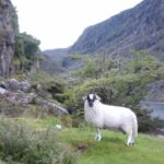 vallée en Irlande avec mouton blanc à tête noire, image du site Eanàir