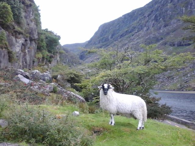 vallée en Irlande avec mouton blanc à tête noire, image du site Eanàir